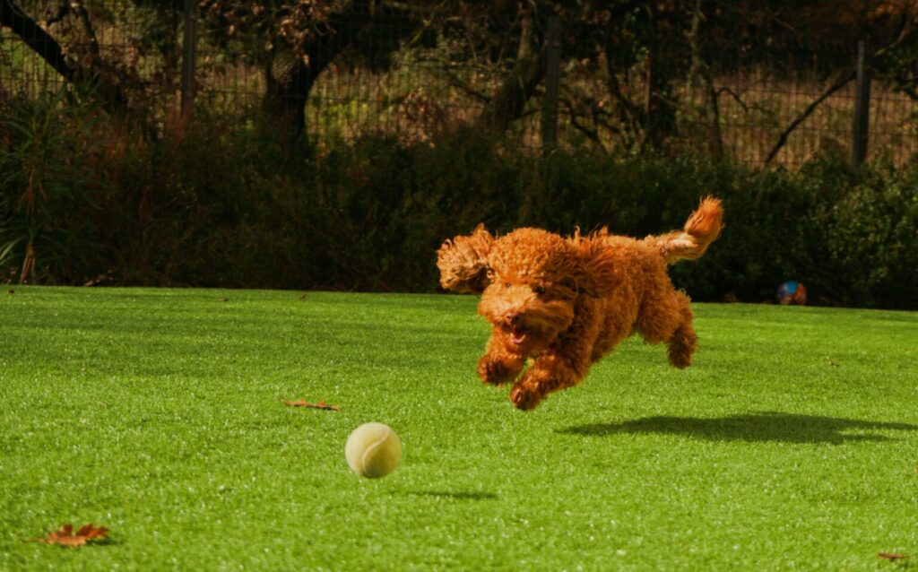Dog Breeds